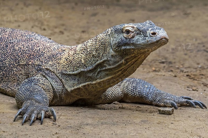 Komodo dragon