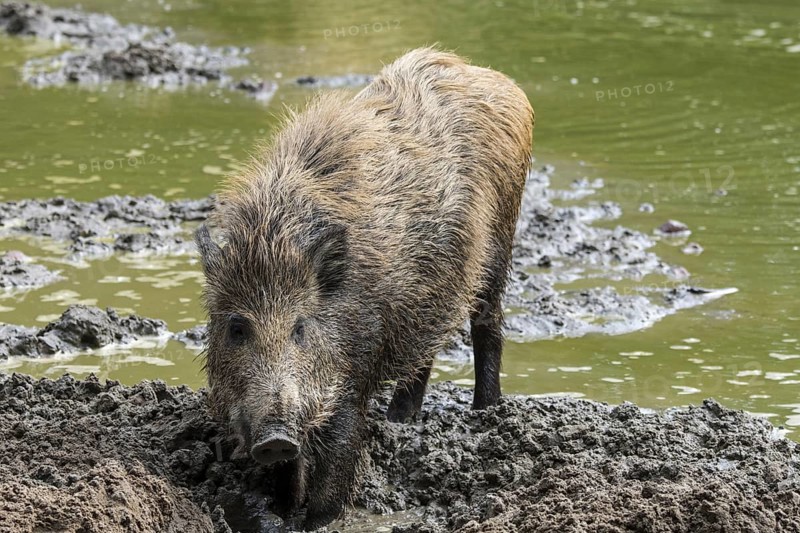 Wild boar