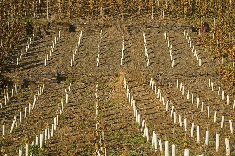 Vineyards in autumn