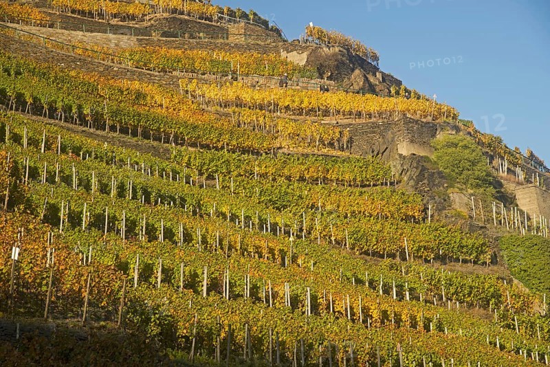 Vineyards in autumn