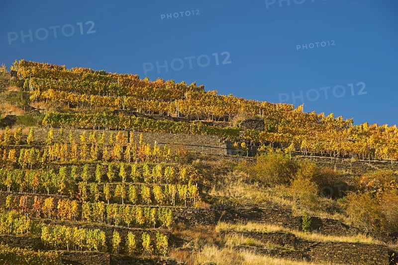 Vineyards in autumn