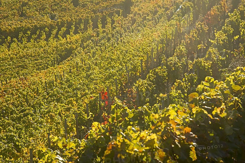 Vineyards in autumn