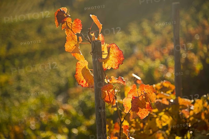Vineyards in autumn