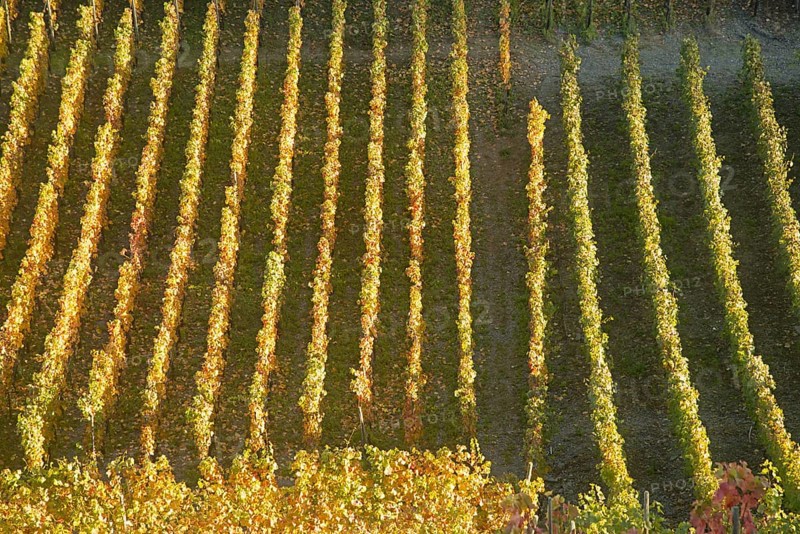 Vineyards in autumn