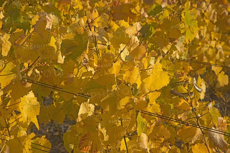 Vineyards in autumn