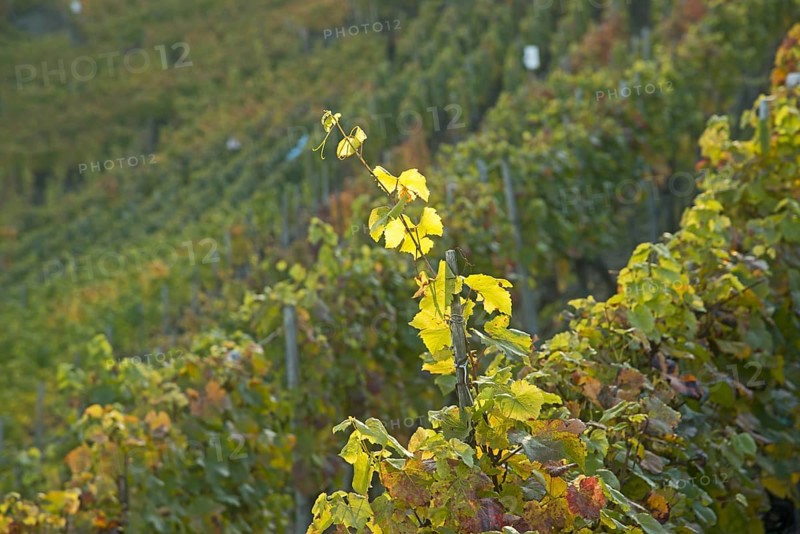 Vineyards in autumn