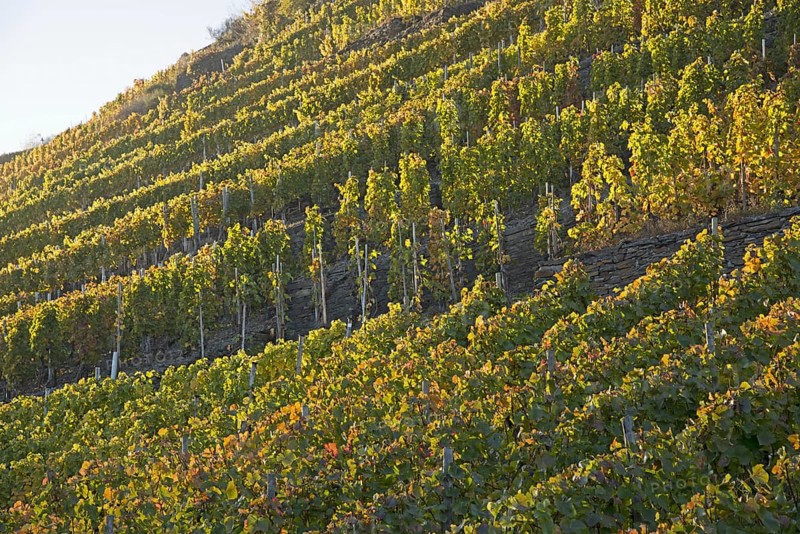 Vineyards in autumn
