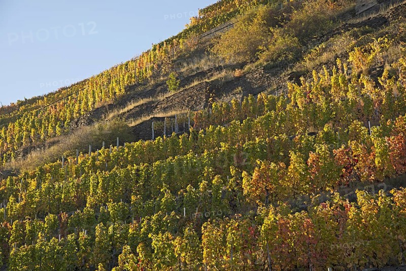 Vineyards in autumn