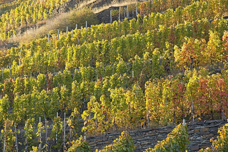 Vineyards in autumn