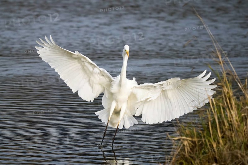 Great egret