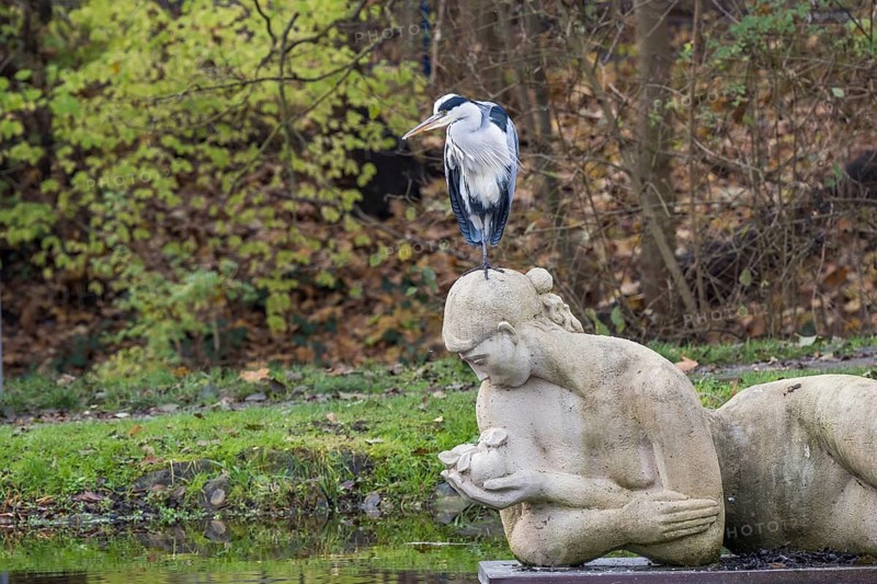 Grey heron