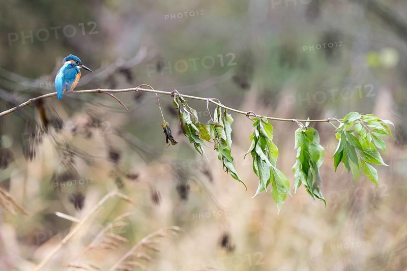 Common kingfisher