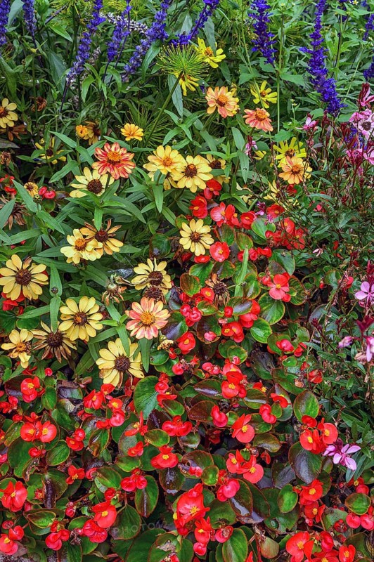 Colourful marguerites