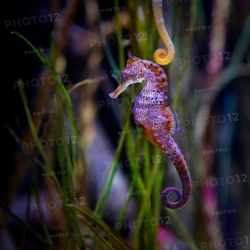 Spotted long-snouted seahorse