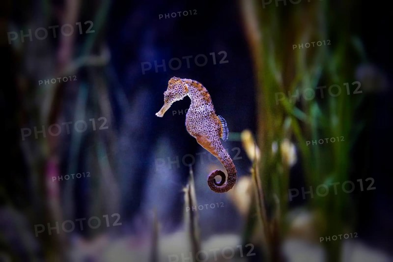 Spotted long-snouted seahorse