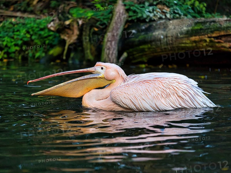 Great white pelican