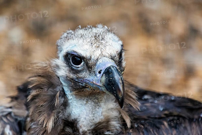 Cinereous vulture