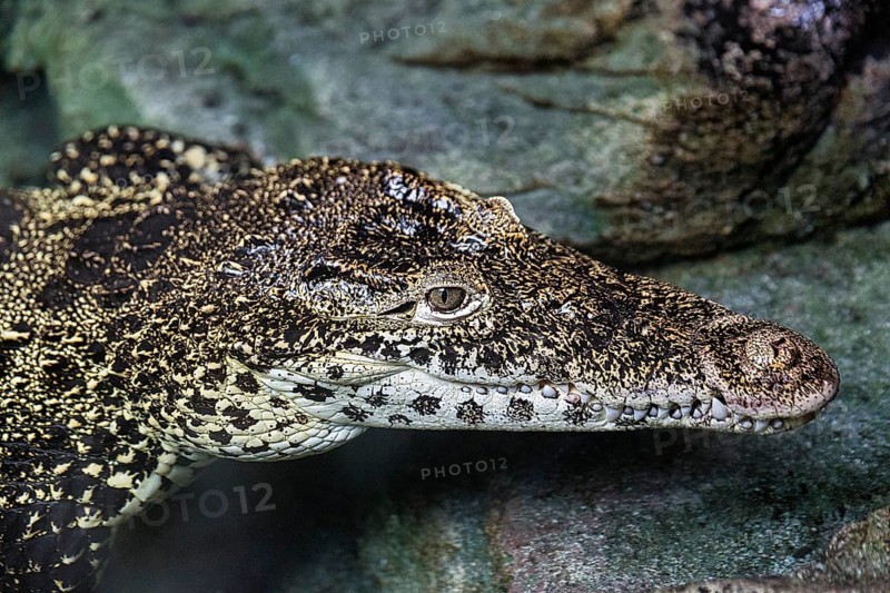 Cuban crocodile