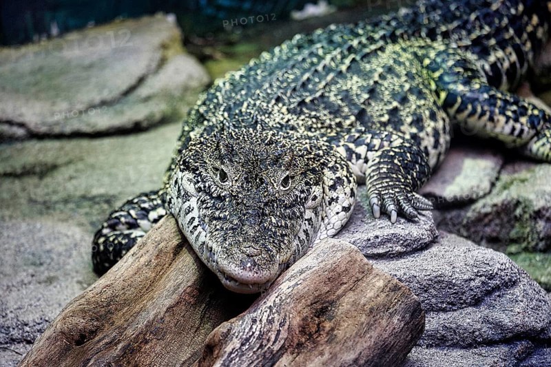 Cuban crocodile