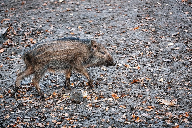 Wild boar
