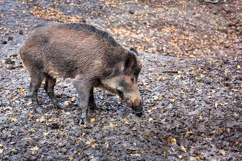 Wild boar