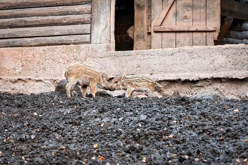 Two wild boars