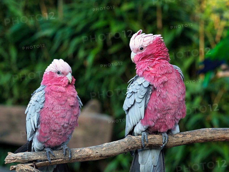 Two galahs