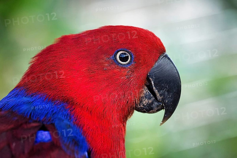 Red eclectus parrot