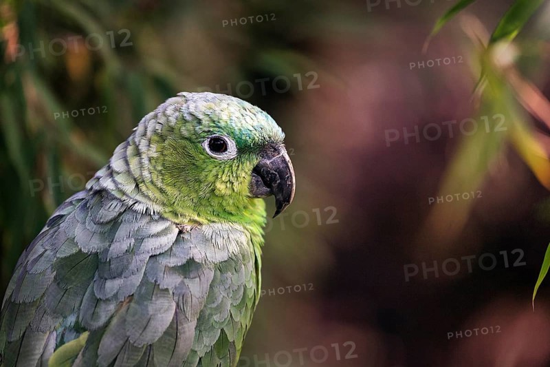 Southern mealy amazon