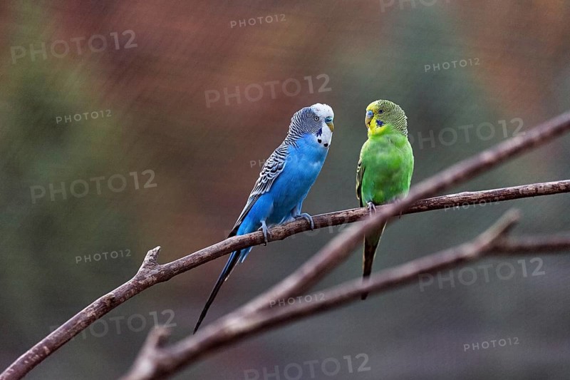 Two different coloured budgies
