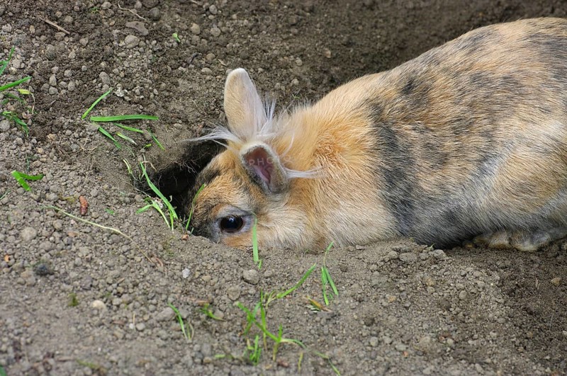 Domestic rabbit