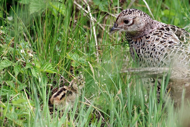 Pheasant