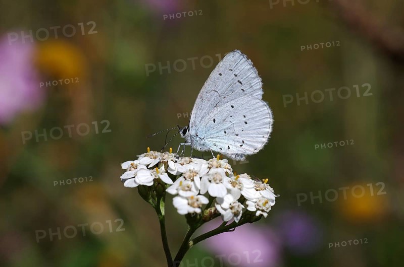 Holly blue