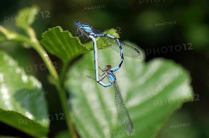 Common blue damselfly