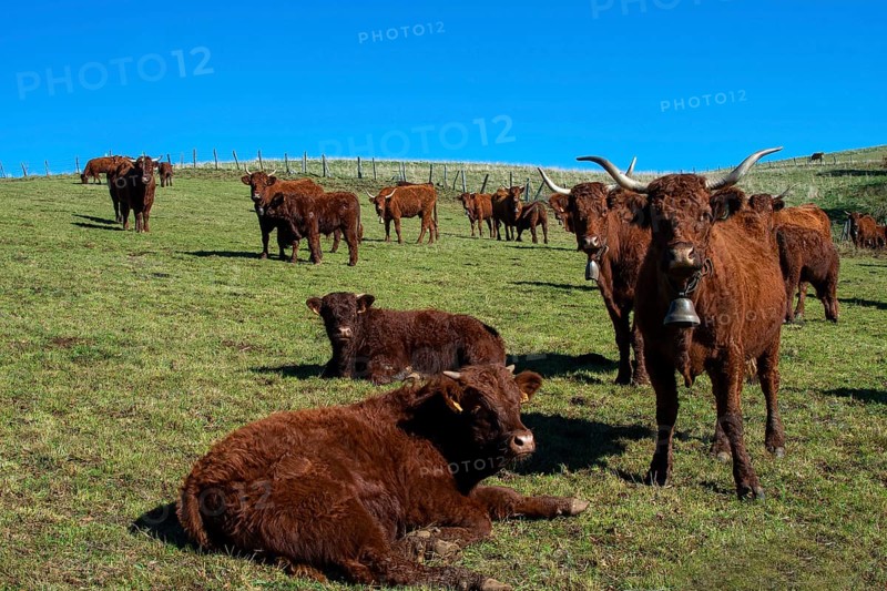 Cow salers