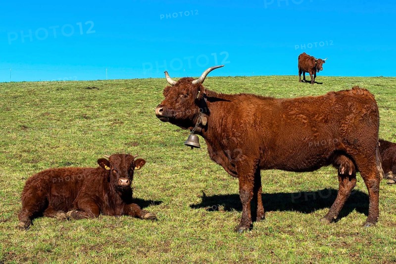 Cow salers