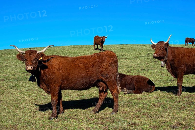 Cow salers