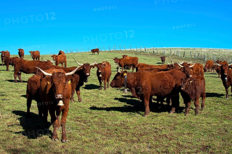 Cow salers