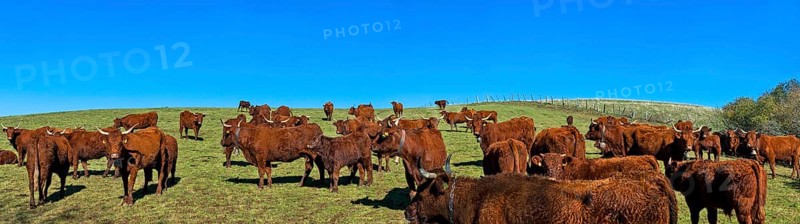 Cow salers