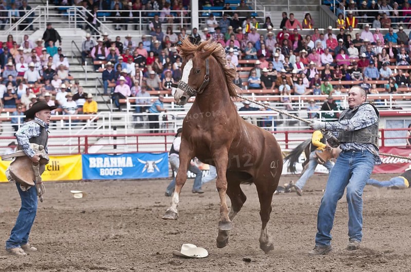 Wild horse round-up