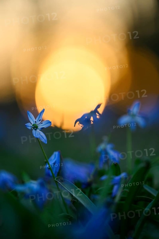 Alpine squill