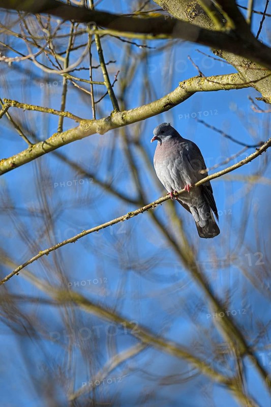 Stock Dove