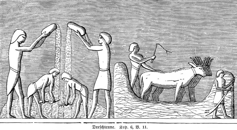 Threshing Harrow