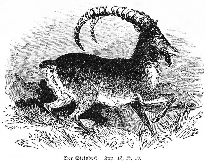 The Ibex