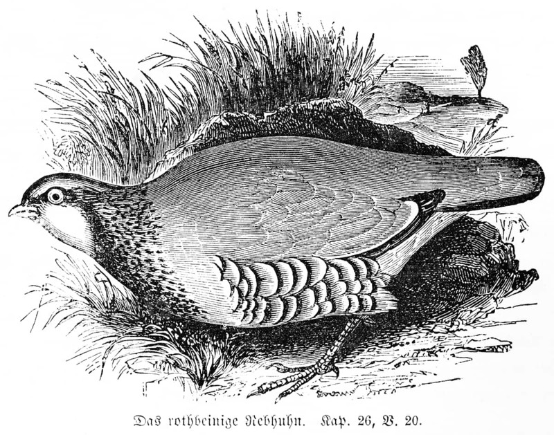 The Red-legged Partridge