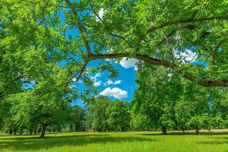 Rosenstein Park