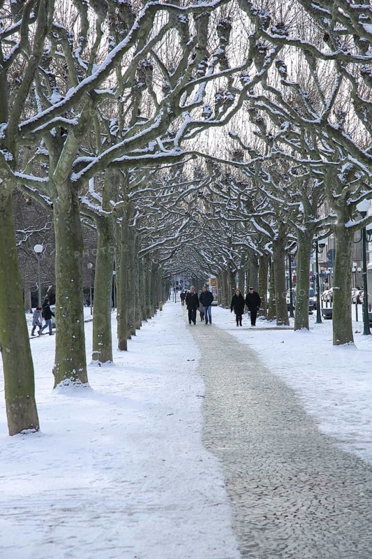 Strolling in winter with snow in plane trees avenue on the pavement