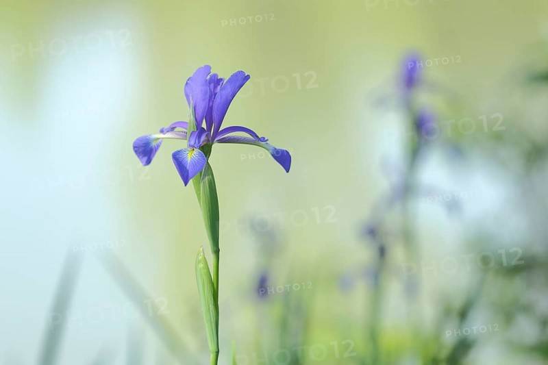 Marsh meadow iris