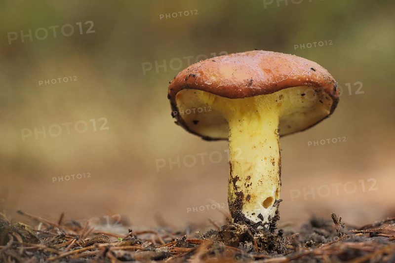 Grain boletus