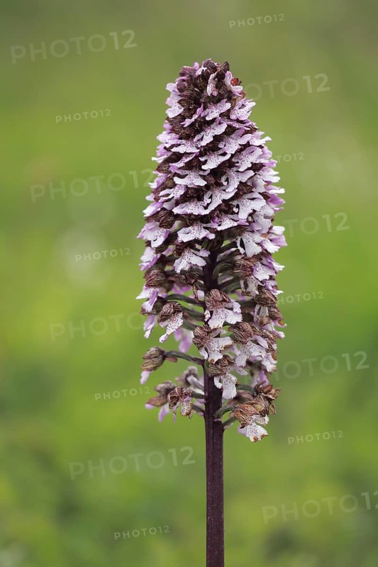 Northern marsh-orchid